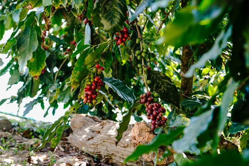 Ripe red coffee cherries growing on the branch