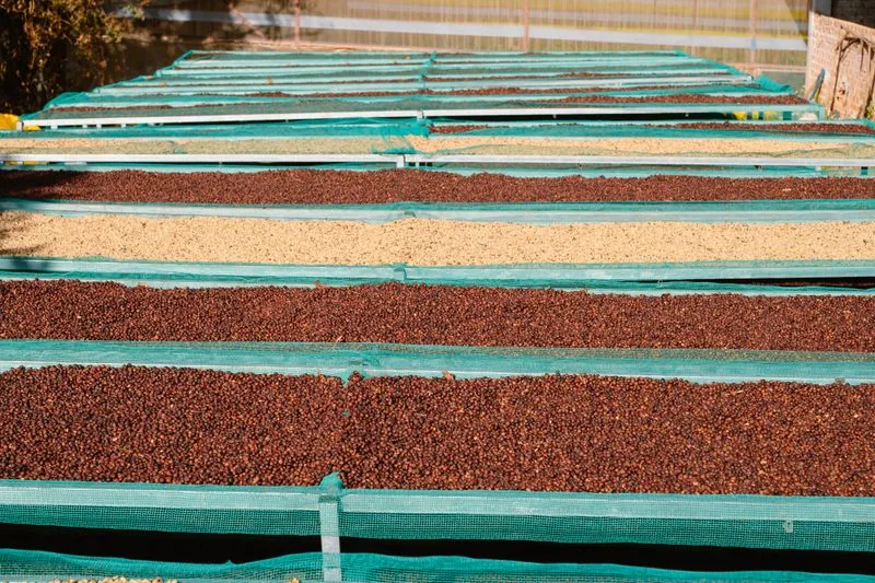 Coffee cherries drying naturally on raised beds
