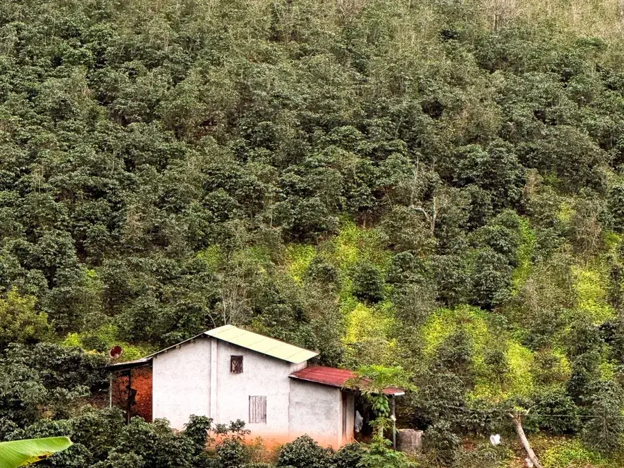 Aerial view of a coffee plantation growing on a highland hillside
