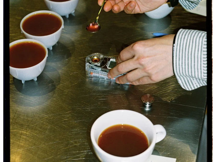 Cupper arranging rows of coffee tasting bowls for quality grading