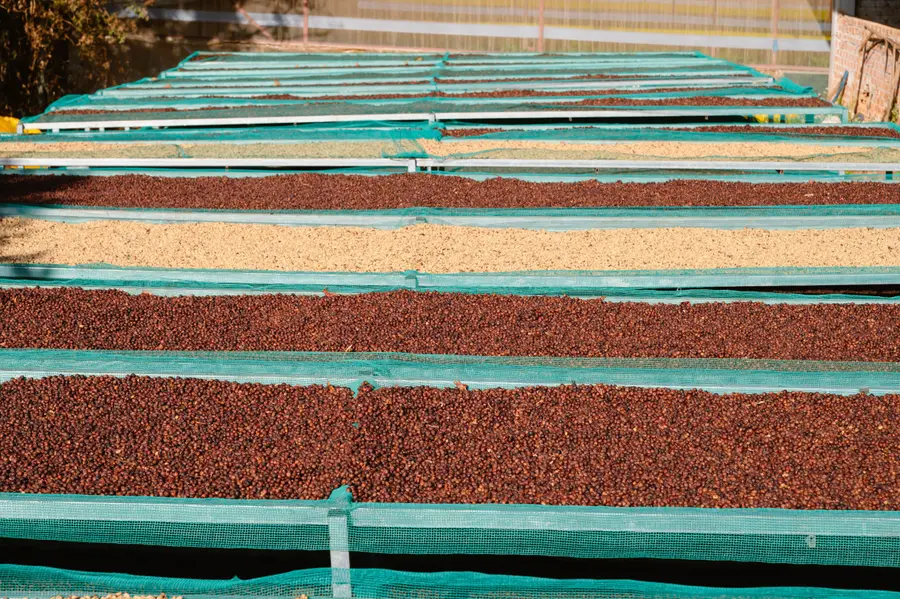 Whole coffee cherries drying on raised beds under mountain sun