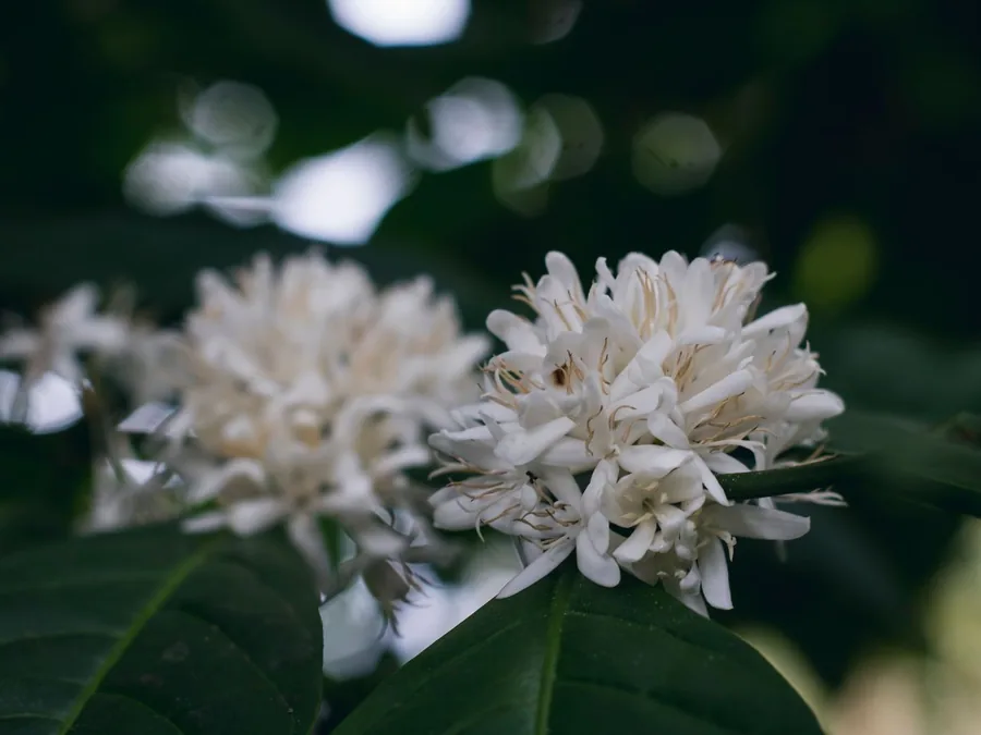 Cluster of white coffee blossoms on the branch
