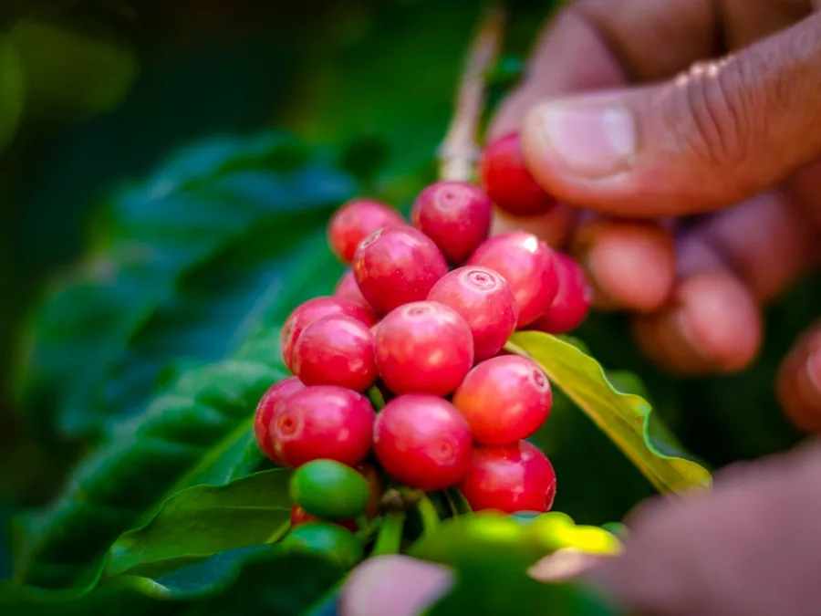 Hand picking a cluster of ripe red coffee cherries from the branch