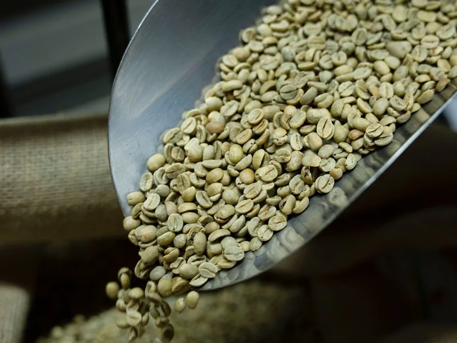 Scoop pouring milled green coffee beans into a burlap sack