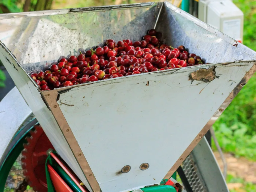 Ripe coffee cherries loaded into a pulping machine