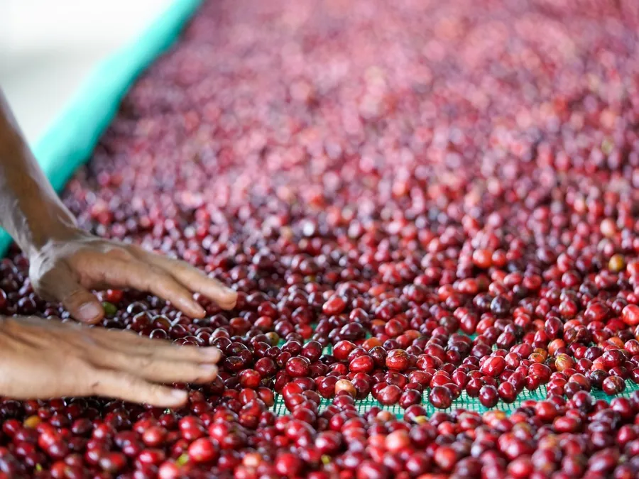Hands sorting through a large pile of freshly picked coffee cherries